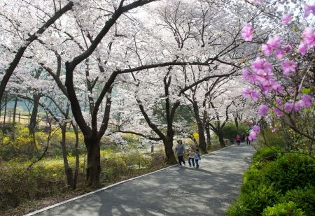 벚꽃동산 앞산 사진