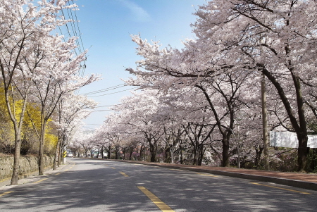 예쁜 앞산 벚꽃길 사진